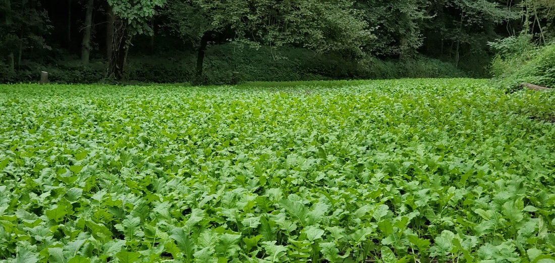 The Basics of Food Plotting: 5 Easy Steps