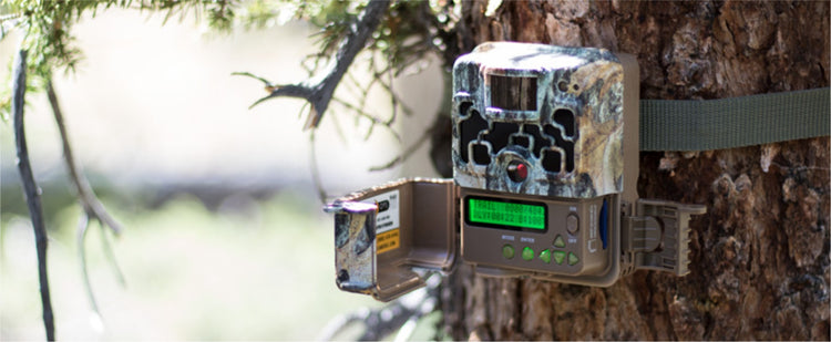Trail Cameras